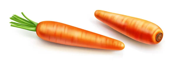 Carrot with green leaves vector isolated — Stok Vektör