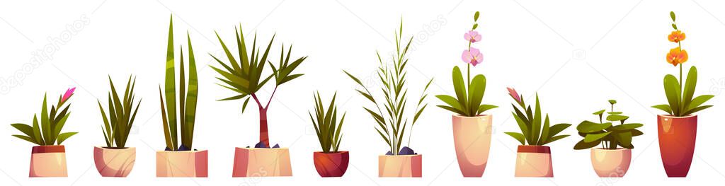 House plants and flowers in pots