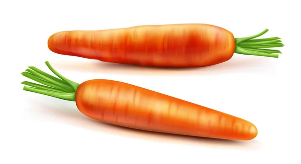 Carrot Vector Isolated Illustration Orange Vegetable Green Leaves Shadow Realistic — стоковый вектор