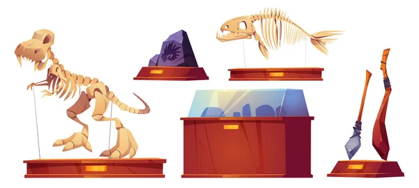 Historical Museum Exhibition Set Dinosaur Skeletons Vector Cartoon Isolated Illustrations — Διανυσματικό Αρχείο