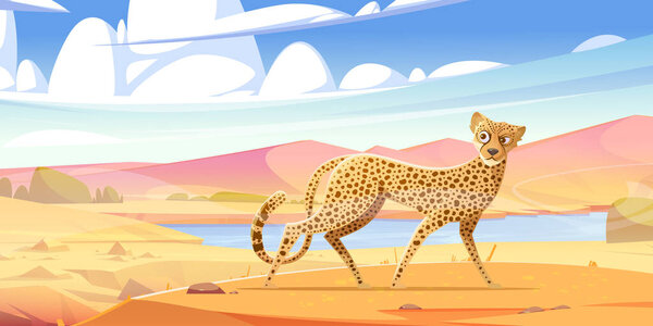 Cheetah walk in savannah. African wild cat with spotted fur. Vector cartoon illustration of savanna landscape, safari park scene with gepard walking and looking around