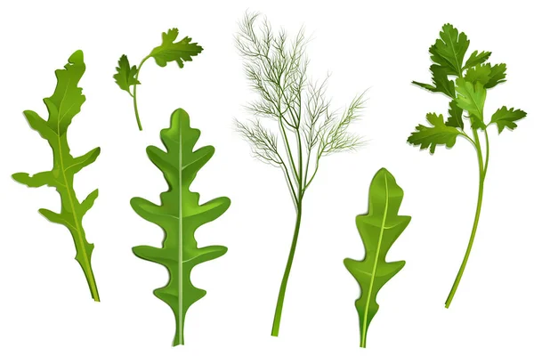 Feuilles Épices Persil Aneth Roquette Vecteur Illustration Réaliste Condiments Verts — Image vectorielle