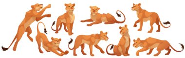 Farklı pozlarda dişi aslan. Afrika kedisi hayvanlarının vektör karikatür seti, vahşi kedi oturuyor, ayakta ve yürüyor. Beyaz arkaplanda izole edilmiş dişi aslan karakteri