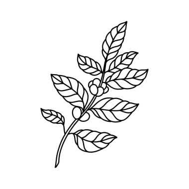 kahve bitki doodle simgesi, vektör illüstrasyon