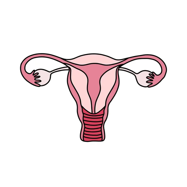 Utero Sistema Riproduttivo Femminile Icona Doodle Degli Organi Riproduttivi Femminili — Vettoriale Stock