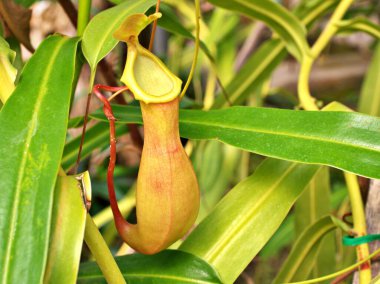 Sarı yırtıcı maymun kapları bitki, tropikal sürahi bitkileri, yumuşak seçici odaklı Nepenthes mirabilis, makro görüntü