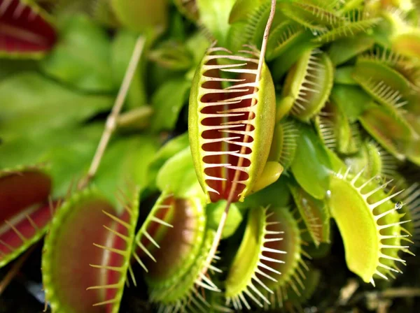 Крупный План Венера Мухоловка Насекомоядные Растения Низкий Гигант Dionaea Muscipula — стоковое фото