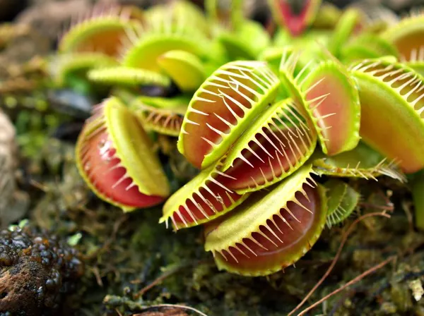 Kapalı Venüs Sinekkapanı Böcek Yuvası Bitkileri Düşük Dev Dionaea Muscipula — Stok fotoğraf