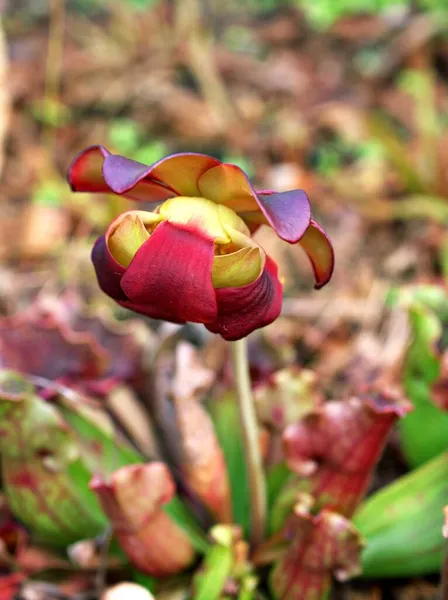 Flower Pitcher Plant Sarracenia Psittacina Parrot Pitcher Plant Soft Selective — Stock Photo, Image