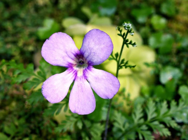 Closeup Purple Flower Pinguicula Moranensis Butterworts Flowering Plants Soft Selective — Stock Photo, Image