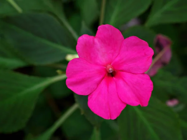 マクロピンクの花Impatiens Waleriana 忙しいLizzie Lizzy Balsam Sultana 単純な焦り 柔らかい選択的焦点とぼやけた概念を持つ新しいモルモット — ストック写真