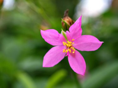 Makro pembe Talinum paniklemesi, şöhret çiçekleri, sulugöz, talinaeae, opar mücevherleri, yumuşak seçici odak ve bulanık konsept, tropikal bitkiler, güzel arka plan