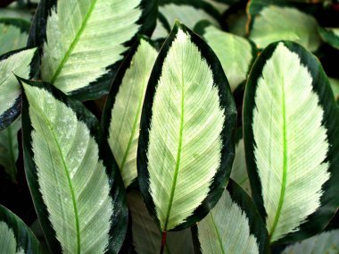 Makro yeşil yapraklar Calathea picturata argentea, calatea plateada, goeppertia tropikal bitkiler, ev bitkisi olarak yetiştirilmiş, yeşil yapraklı arka plan ,