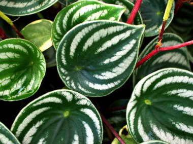 Makro yeşil yapraklar Pepermia argyreia, karpuz peperomia begonya bitkileri, Piperaceae, sandersii, caperata, tanaman hias Bibit bunga, yeşil yaprak arka plan, tropikal ev bitkileri, pepermias 