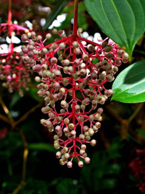 Pembe genç kız asılı Medinilla Speciosa ağacı, Mavili Pembe Medinilla sayısız Magnifica çiçeği, Parijoto, Şık Asya üzümleri, Meyve taşıyan yarışlar zarif küçük çiçekler parlak. 