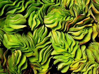 Makro yeşil Dev Salvinia tacizi, ot bitkileri, su eğreltiotu, yumuşak seçici odak ve arka plan bulanık konsept