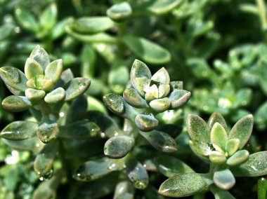 Yakın plan sulu bitkisel Pachyphytum hookeri gümüşi mavi-yeşil, sivri sulu yapraklar, yaprak uçları kırmızıya döner, Echeveria yumuşak odaklı ve parlak arkaplan, makro görüntü, doğa yaprakları