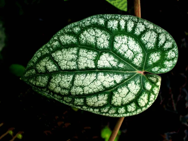 Makro Zielone Liście Liście Piper Ornatum Liść Piperaceae Celebes Pepper — Zdjęcie stockowe
