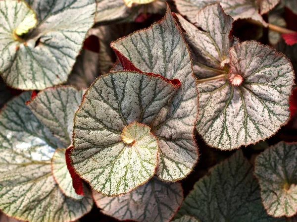 Närbild Blad Blad Blad Begonia Blomma Växter För Blad Bakgrund — Stockfoto