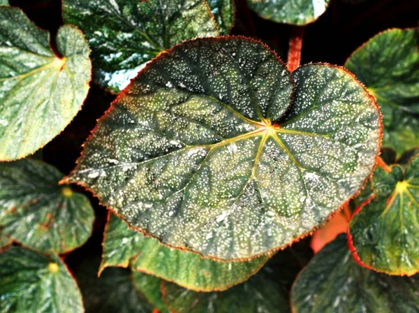 Yaprak Yaprakları Için Kapalı Yapraklı Begonya Bitkileri Peri Begonyası Rexultorum — Stok fotoğraf
