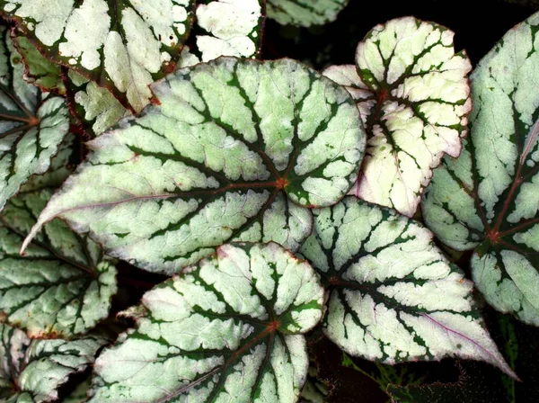 Detailní List Listí Begonia Květinové Rostliny Pro Listy Pozadí Víla — Stock fotografie