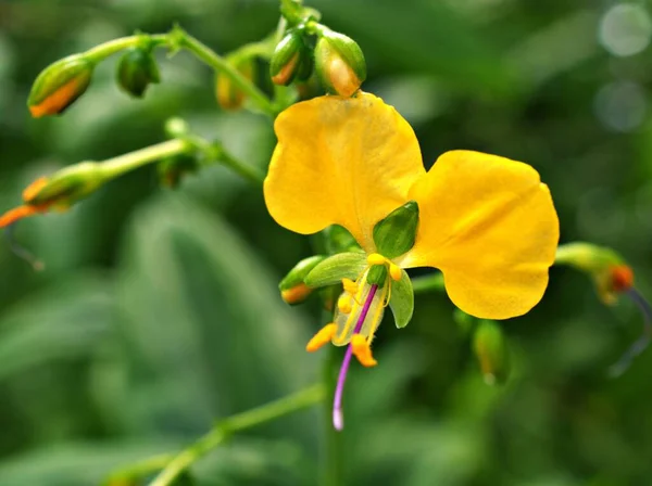Yellow Flower Aneilema Aequinoctiale Sticky Fingers Encyclopedia Life Clinging Aneilema — Stock Photo, Image