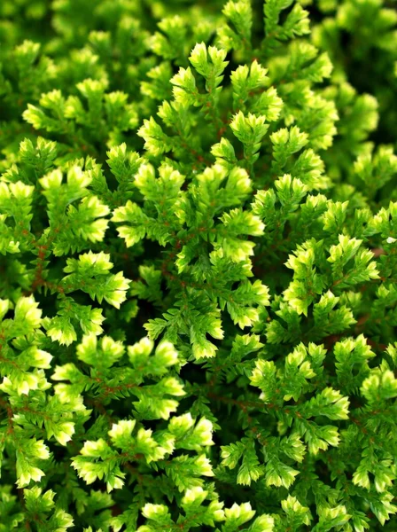 Close Folhas Verdes Planta Selaginella Rastejando Musgo Espiga Jardim Com — Fotografia de Stock