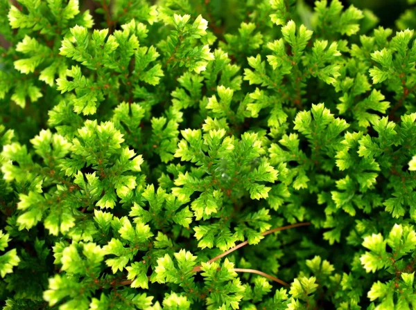 Közeli Zöld Levelek Szelaginella Növény Záró Tüske Moha Kertben Homályos — Stock Fotó