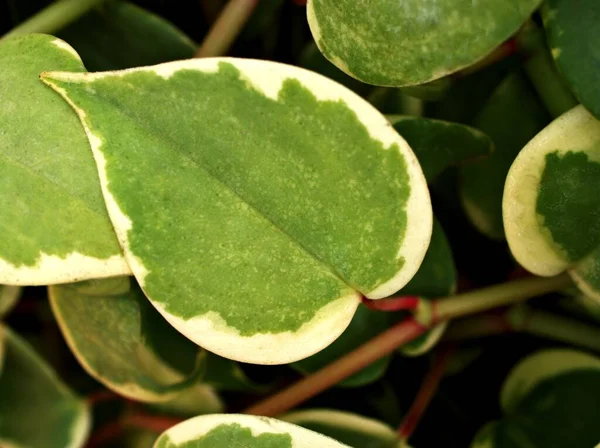 Närbild Gröna Blad Gren Kylare Växter Natur Löv Bakgrund Makro — Stockfoto