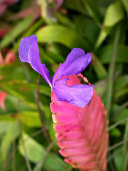 Macro Pembe Tillandsia Lindenii Pembe Quill Bitkileri Torcia Mavi Çiçekli — Stok fotoğraf