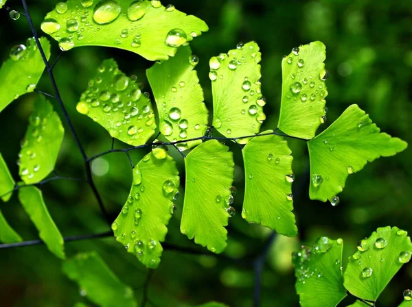 Yeşil yapraklara damlalar Adiantum capillus-veneris, acthiopicum, Parco dei Nebrodi, Sicilya, İtalya, siyah Maidenhair eğreltiotu, venüs eğreltiotu, Venüs saçı, yumuşak seçici odak noktası güzel arka plan,