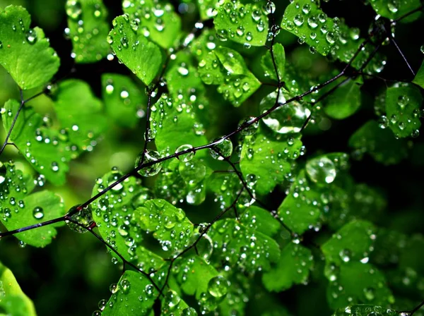 Drops Green Leaves Foliage Adiantum Capillus Veneris Acthiopicum Parco Dei — Stock Photo, Image