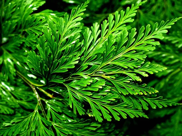 Macro Green Leaves Foliage Appalachian Bristle Fern Filmy Fern Plants — Stock Photo, Image
