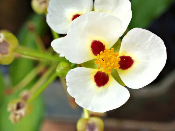 Closeup White Sagittaria Montevidensis Flower Three Okvětní Lilie California Aztec — Stock fotografie