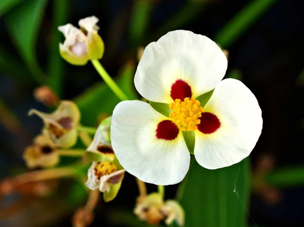 Yakın plan beyaz yay çiçeği, üç yapraklı zambak, California Aztek ok başı, güzel arka plan için güneş ışığı alan fiecha de agua bitkileri, makro görüntü, tropikal çiçek bitkileri