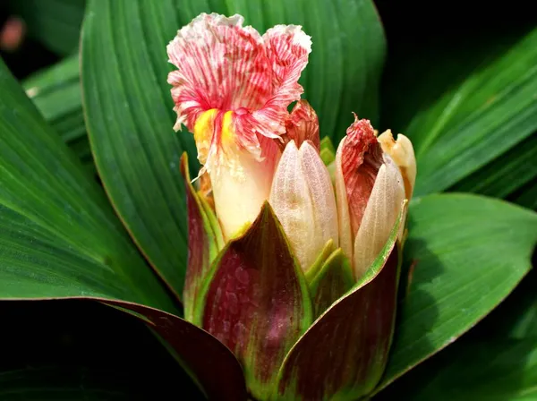 Makro pembe kızılcık, Costus eritrophyllus Rubra, insülin çiçekleri, Costaceae, yumuşak seçici odaklı kızıl çiçekler, tropikal bitkiler.