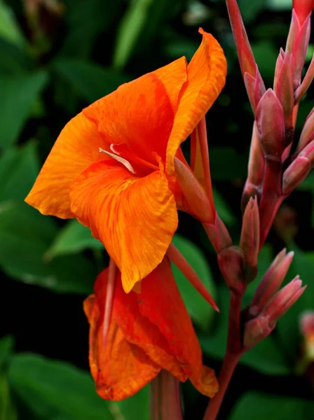 Flores Naranjas Canna Indica Australian Arrowroot Cannaceae Juss Indian Shot — Foto de Stock