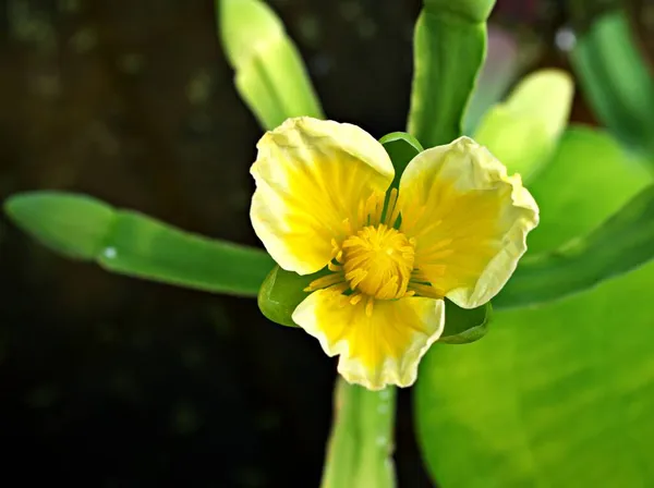 Flor Amarela Folha Veludo Limnocharis Flava Buchenau Alismataceae Limnocharitaceae Plantas — Fotografia de Stock