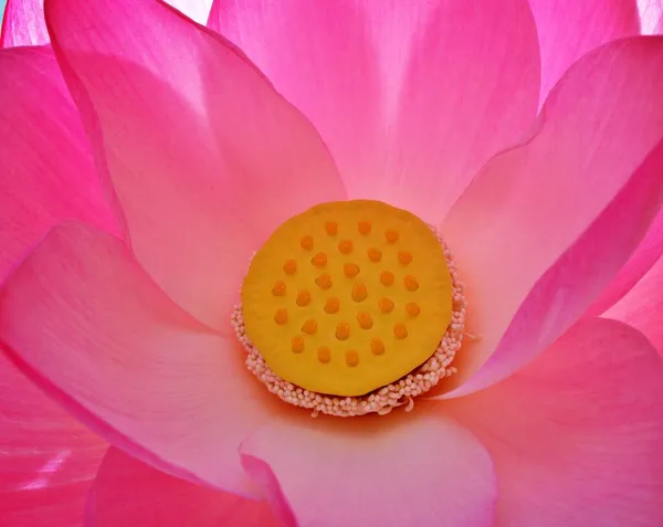 閉じるピンクの蓮の花Nelumno Nucifera 神聖な蓮太陽の光で咲くエッセンシャルオイル柔らかい選択的な焦点 かなり花弁と黄色の花粉 マクロ画像植物の背景 繊細な夢の美しさ — ストック写真