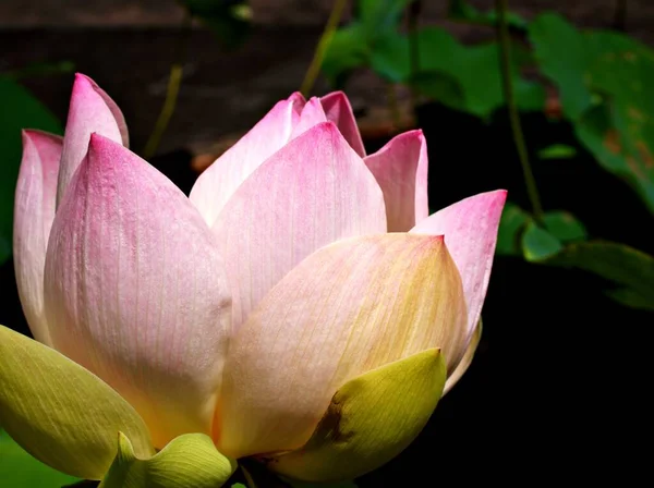 Szoros Rózsaszín Lótuszvirág Nelumno Nucifera Szent Lótusz Alapvető Olaj Virágzik — Stock Fotó