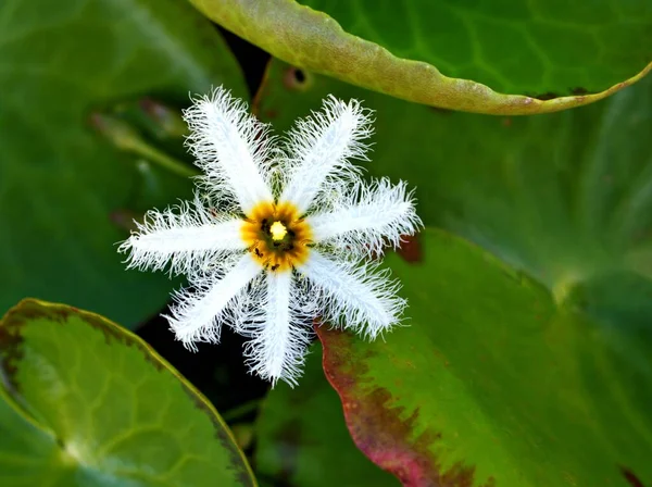로데스 수생식물 — 스톡 사진