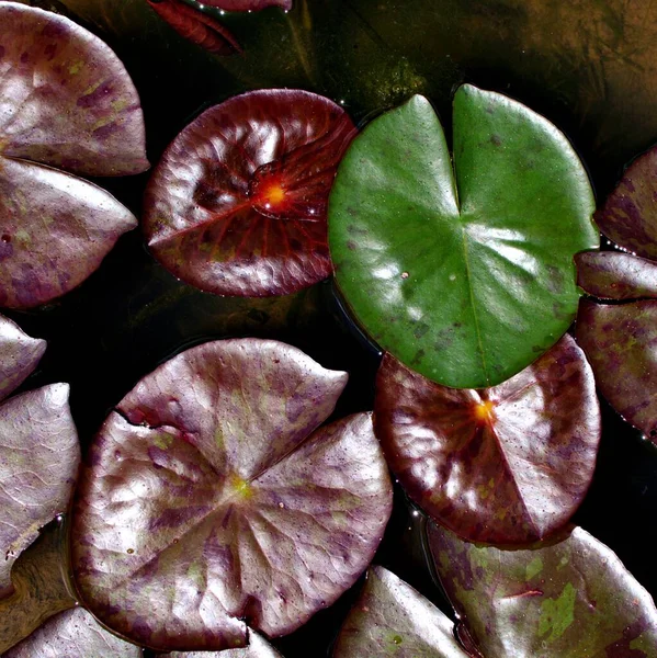 Zbliżenie Zielone Liści Lilii Wodnej Liści Nymphaeaceae Lilii Wodnych Roślin — Zdjęcie stockowe