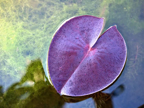 睡蓮の葉の緑の葉を閉じる Nymphaeace睡蓮の葉植物 太陽と背景や壁紙のための柔らかい選択的なフォーカスを持つ 熱帯植物 — ストック写真