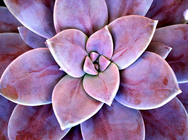 Detailní Šťavnaté Rostliny Graptopetal Paraguayense Matka Perleťové Rostliny Nebo Purple — Stock fotografie