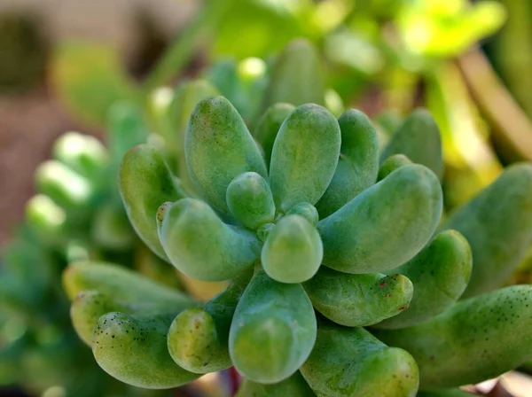 木瓜肉质植物果冻豆 沙丁鱼 猪肉和豆类荒漠植物 五彩斑斓的丰满红色小尖叶 背景模糊 宏观形象 自然叶子 — 图库照片