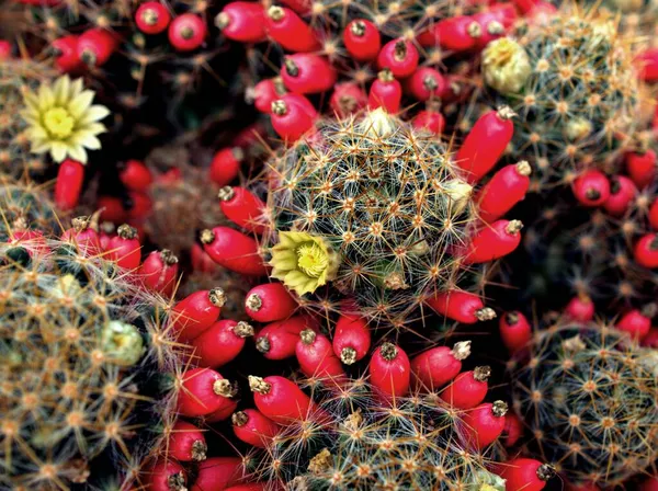 在得克萨斯州南部和墨西哥北部 大仙人掌 Macro Cactus Mammillaria 得克萨斯州的乳头荒漠植物 有选择性的软聚焦点 范围有限 — 图库照片