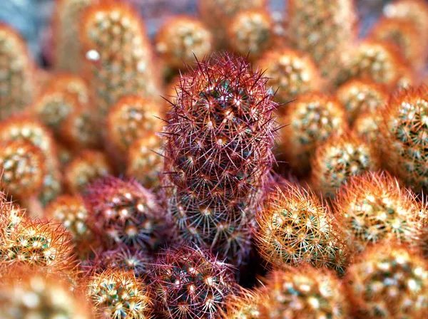 Макро Кактус Mammillaria Elongata Rubra Медь Король Золотые Кружева Кактус — стоковое фото