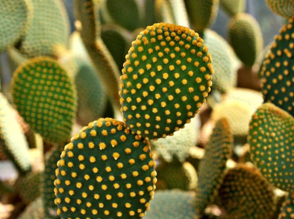 Closeup Kaktus Bunny Ucho Rostlina Opuntia Microdasys Opuntioid Kaktusy Srdce — Stock fotografie