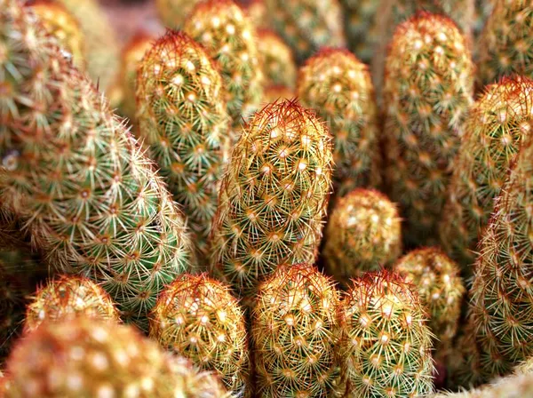 Makró Kaktusz Mammillaria Elongata Rubra Réz Király Arany Csipke Kaktusz — Stock Fotó