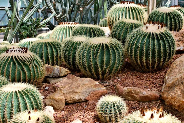 Echinocactus Grusonii Golden Barrel Svärmorskudde Sits Gyllene Kulkaktus Kaliforniens Kaktus — Stockfoto